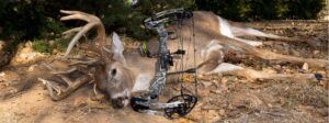 mathews bow